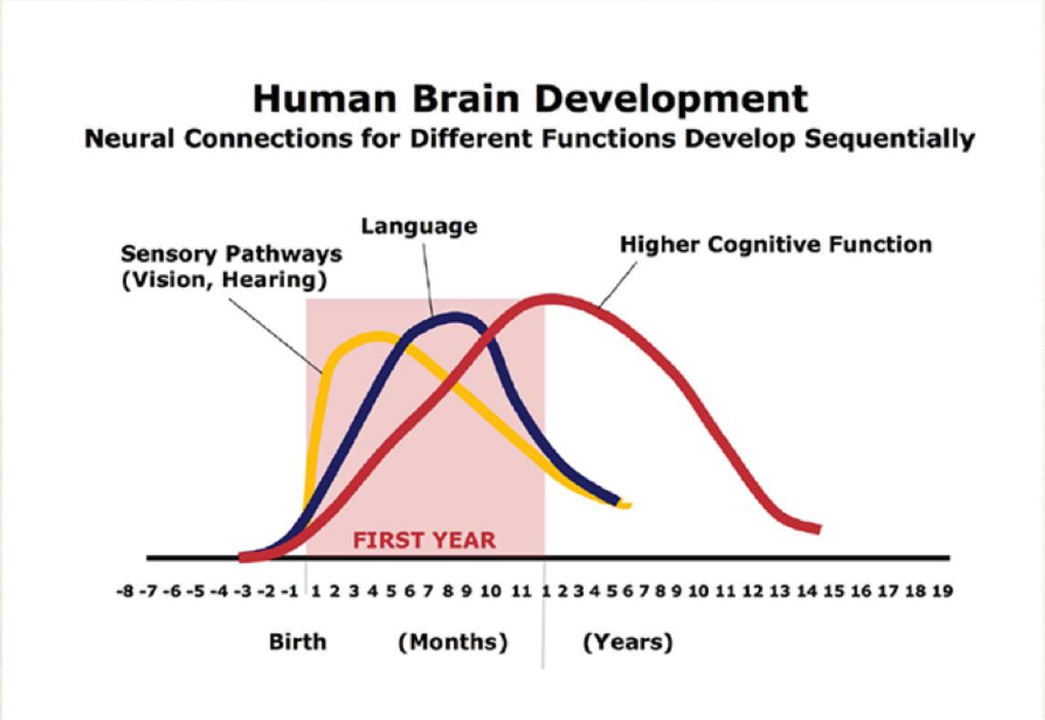 Chart: human brain neural connections develop sequentially by age